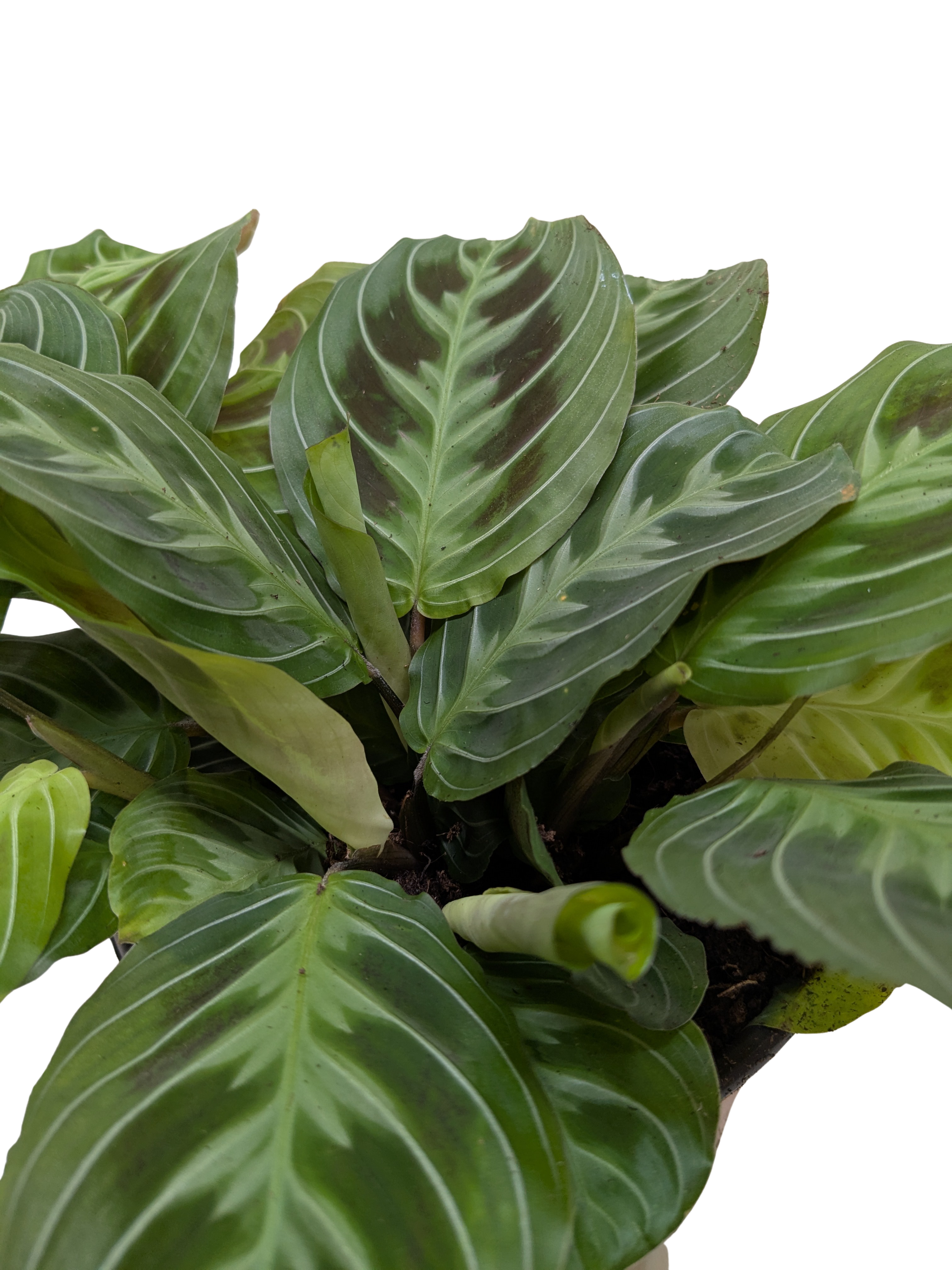 Maranta Black | Black Prayer Plant with Moving Leaves | House Plant Shop