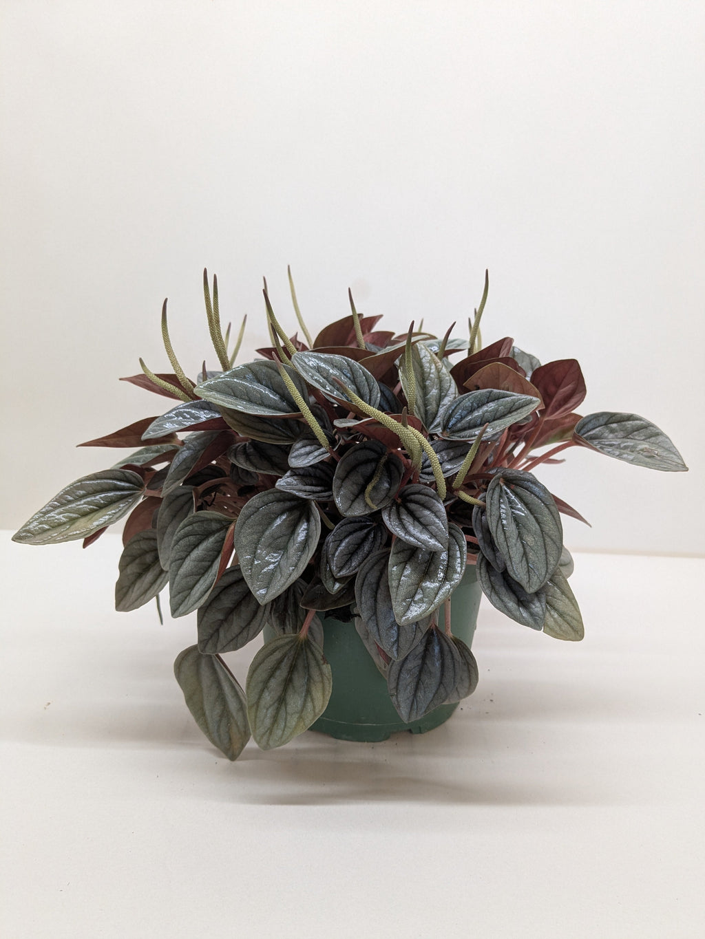 Peperomia San Marino | Easy Care Tabletop Plant | House Plant Shop