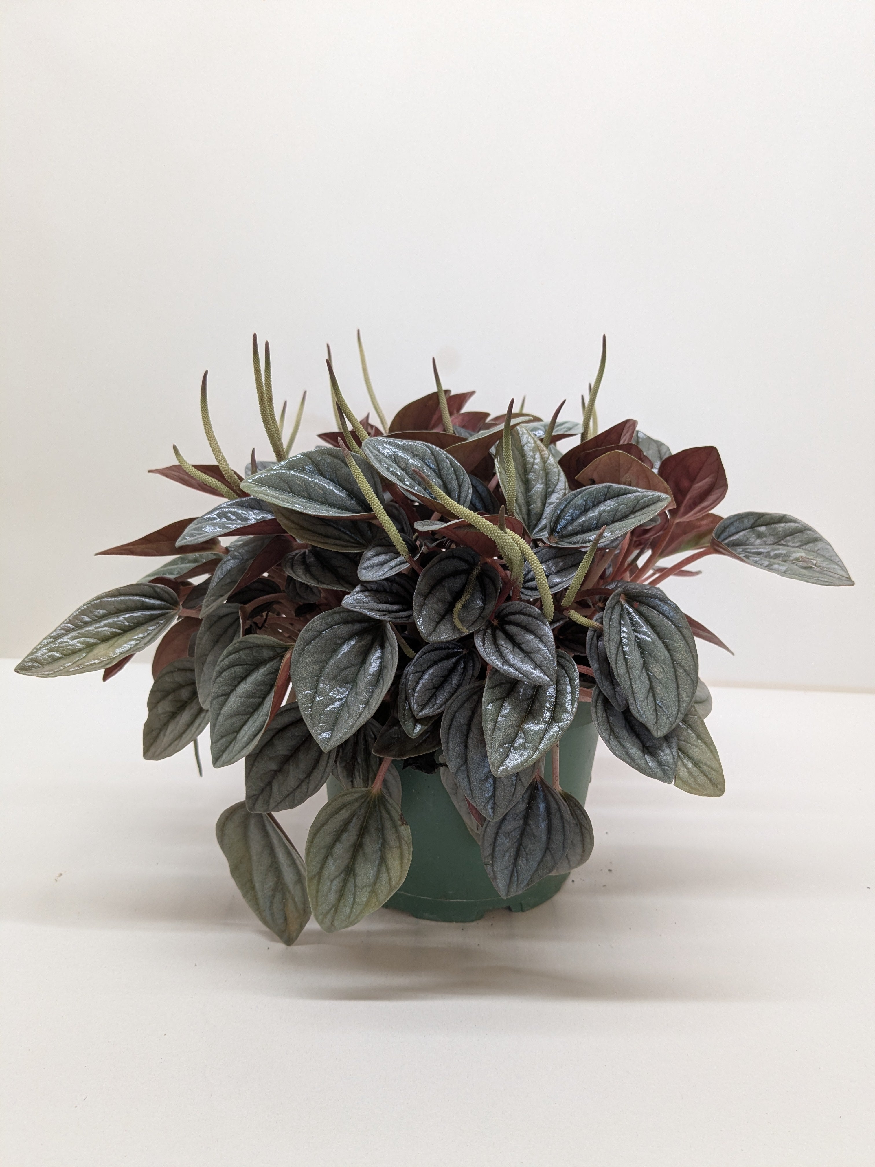 Peperomia San Marino | Easy Care Tabletop Plant | House Plant Shop
