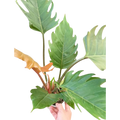 Philodendron Caramel Pluto