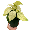 Poinsettia 'White'
