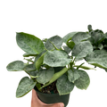 Schismatoglottis 'Sarawak'