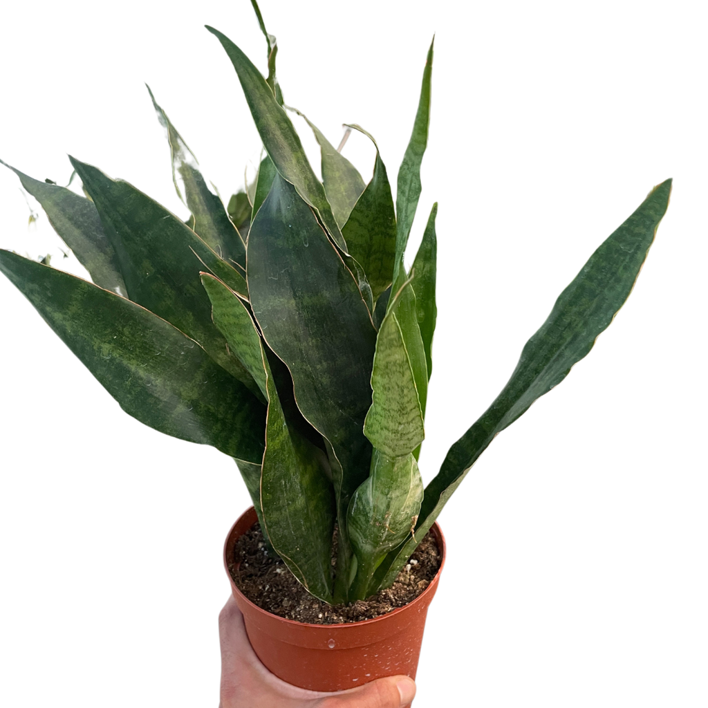 Snake Plant 'Jaboa'