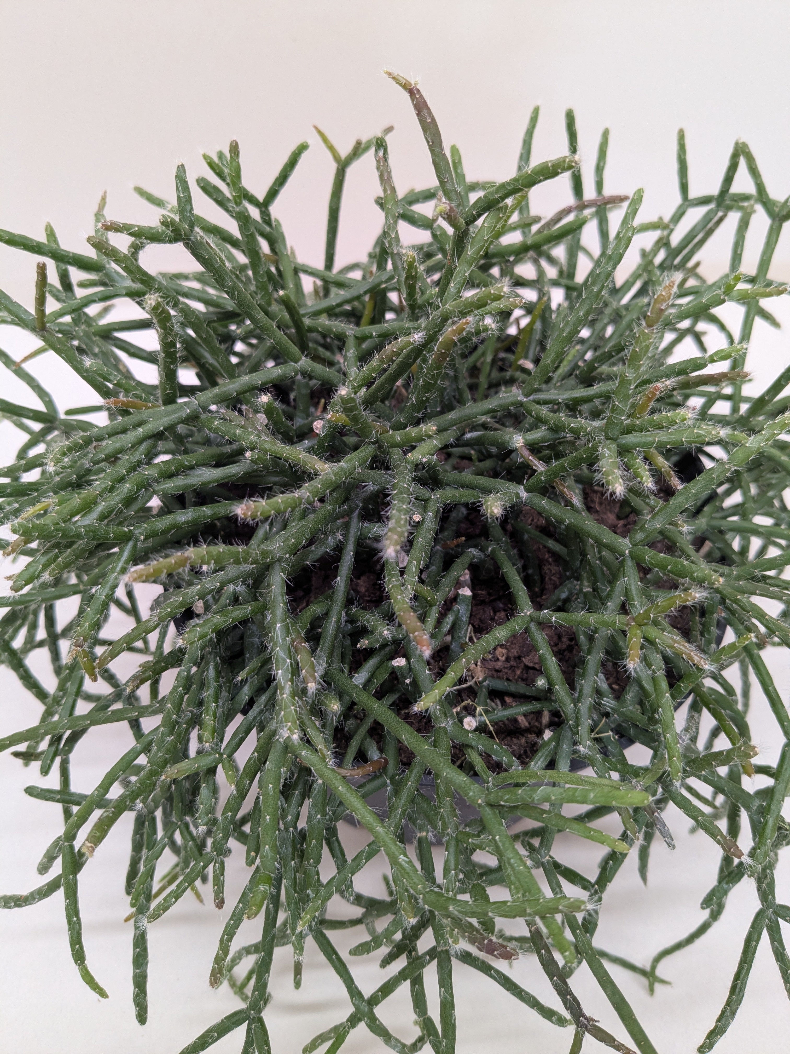 Mistletoe Cactus | Easy Care Trailing Succulent for Hanging Baskets