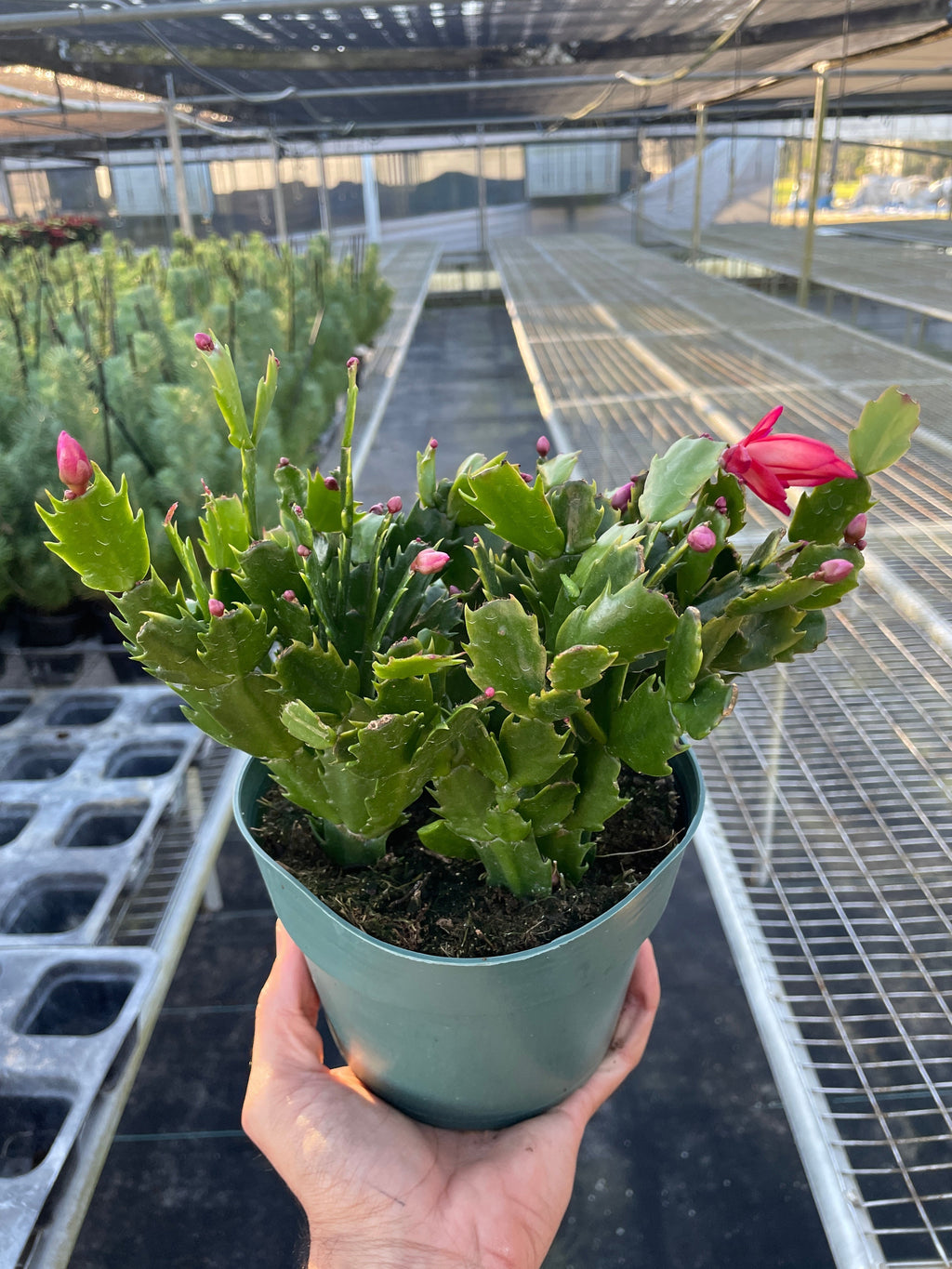 Christmas Cactus | Easy Care Holiday Plant | House Plant Shop