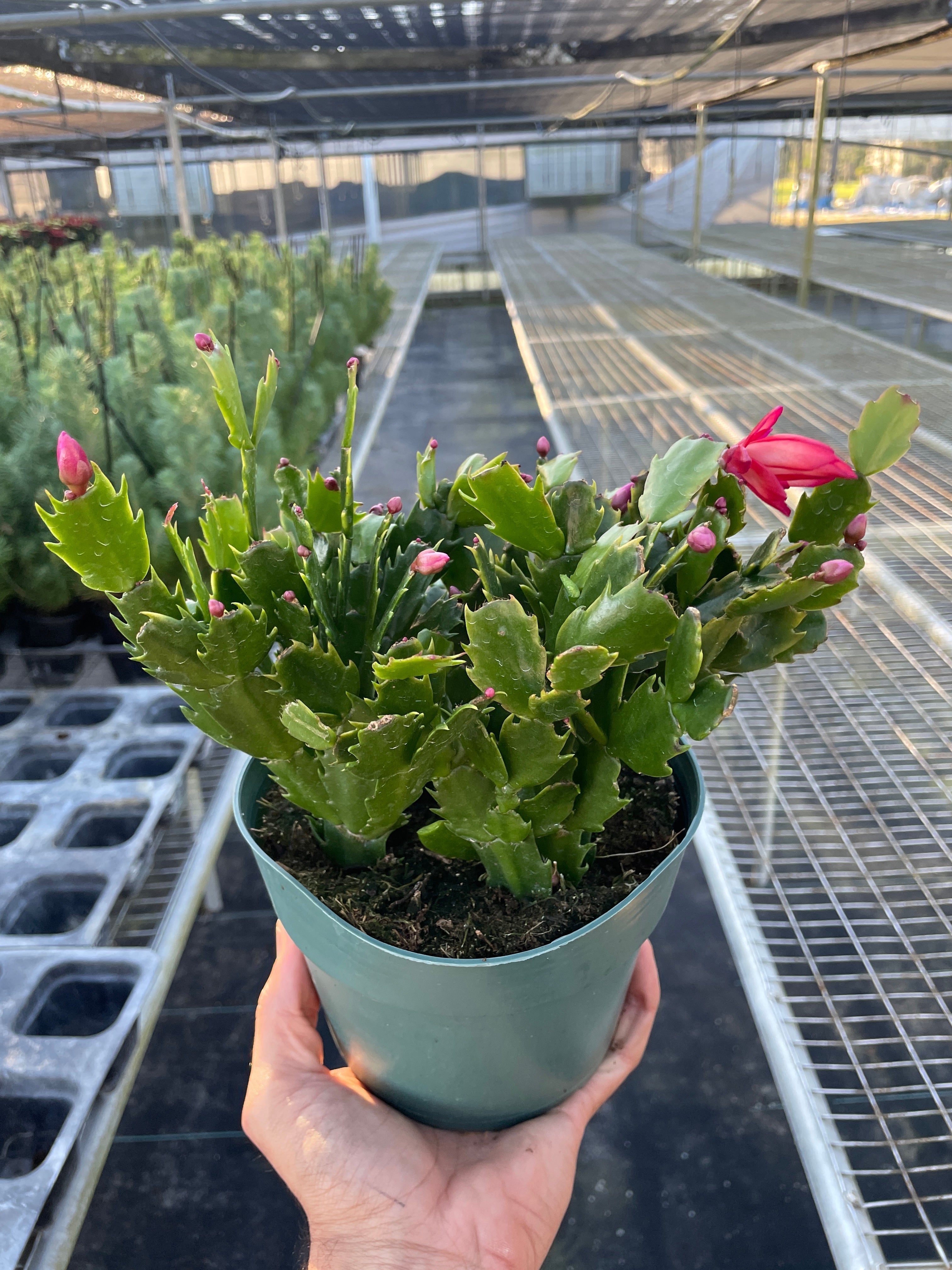 Christmas Cactus | Easy Care Holiday Plant | House Plant Shop