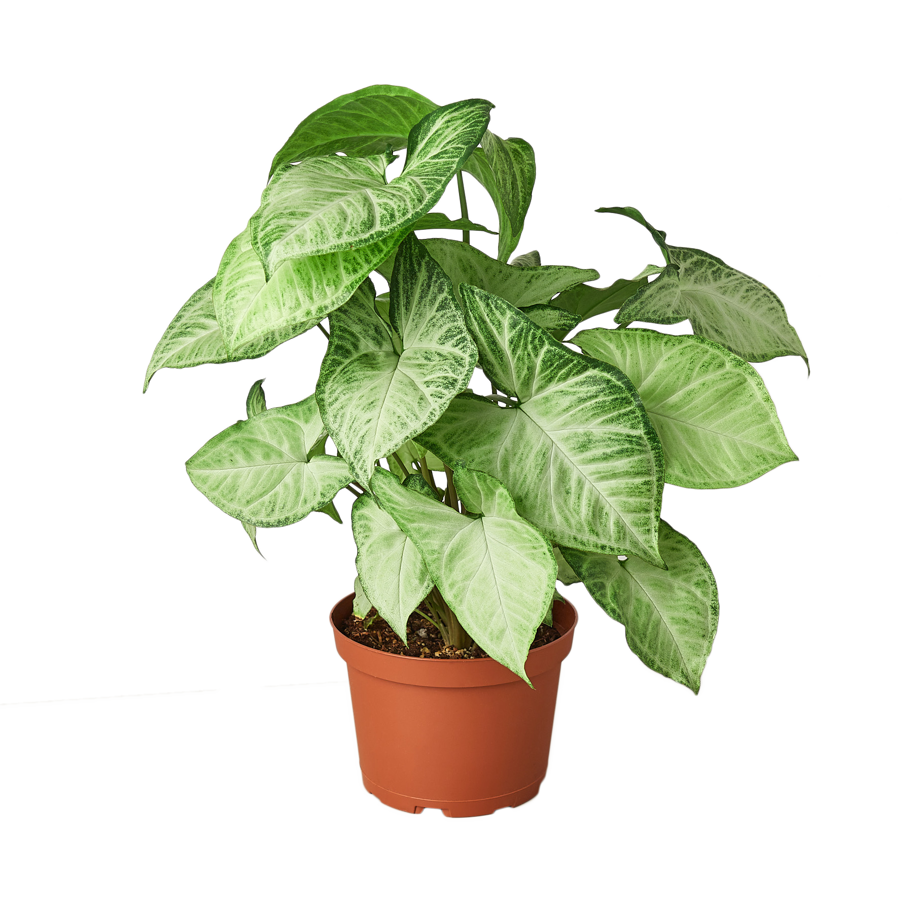 Syngonium White Butterfly