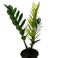 Zamioculcas 'Chameleon'