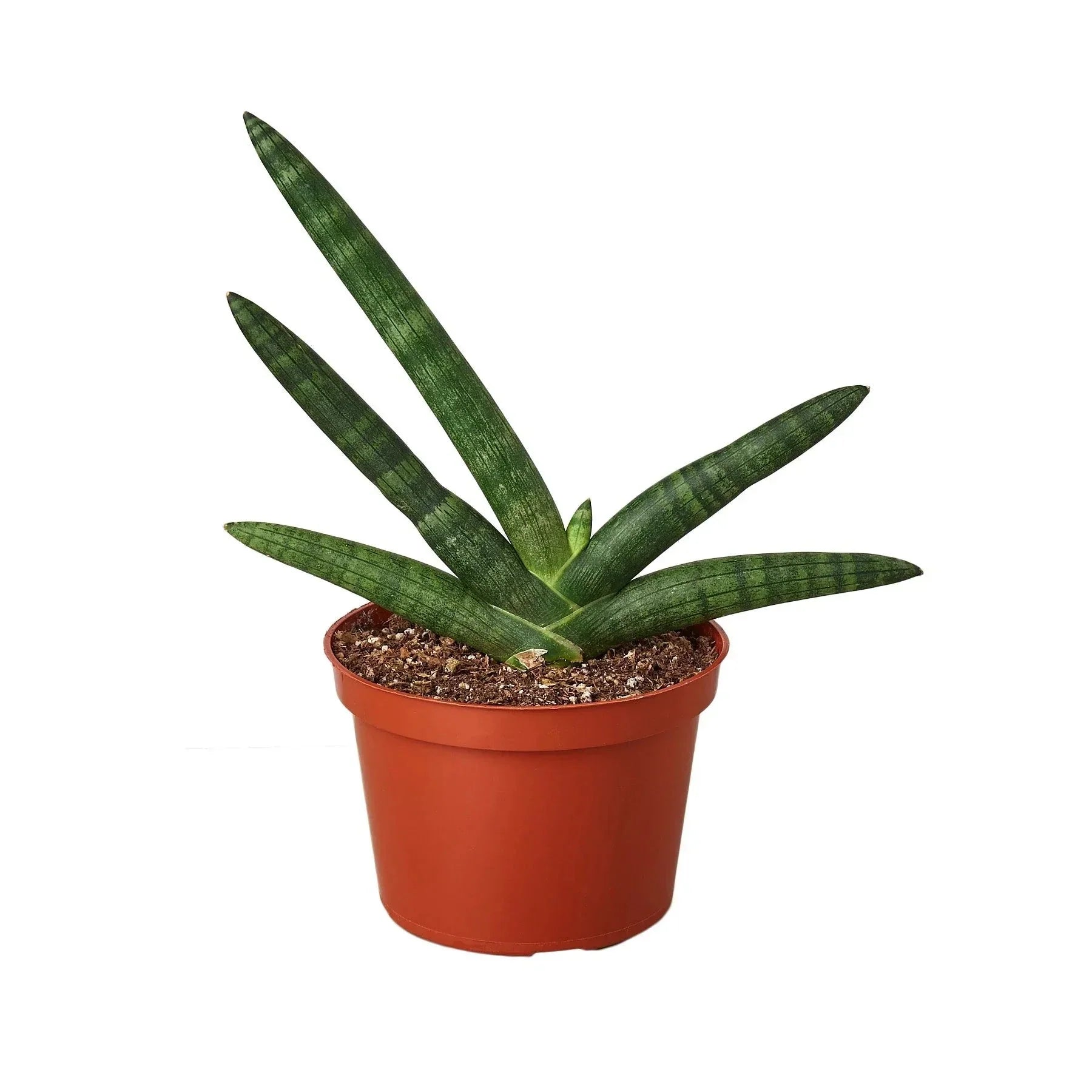 Snake Plant Starfish | Air-Purifying Cylindrical Sansevieria | House Plant Shop