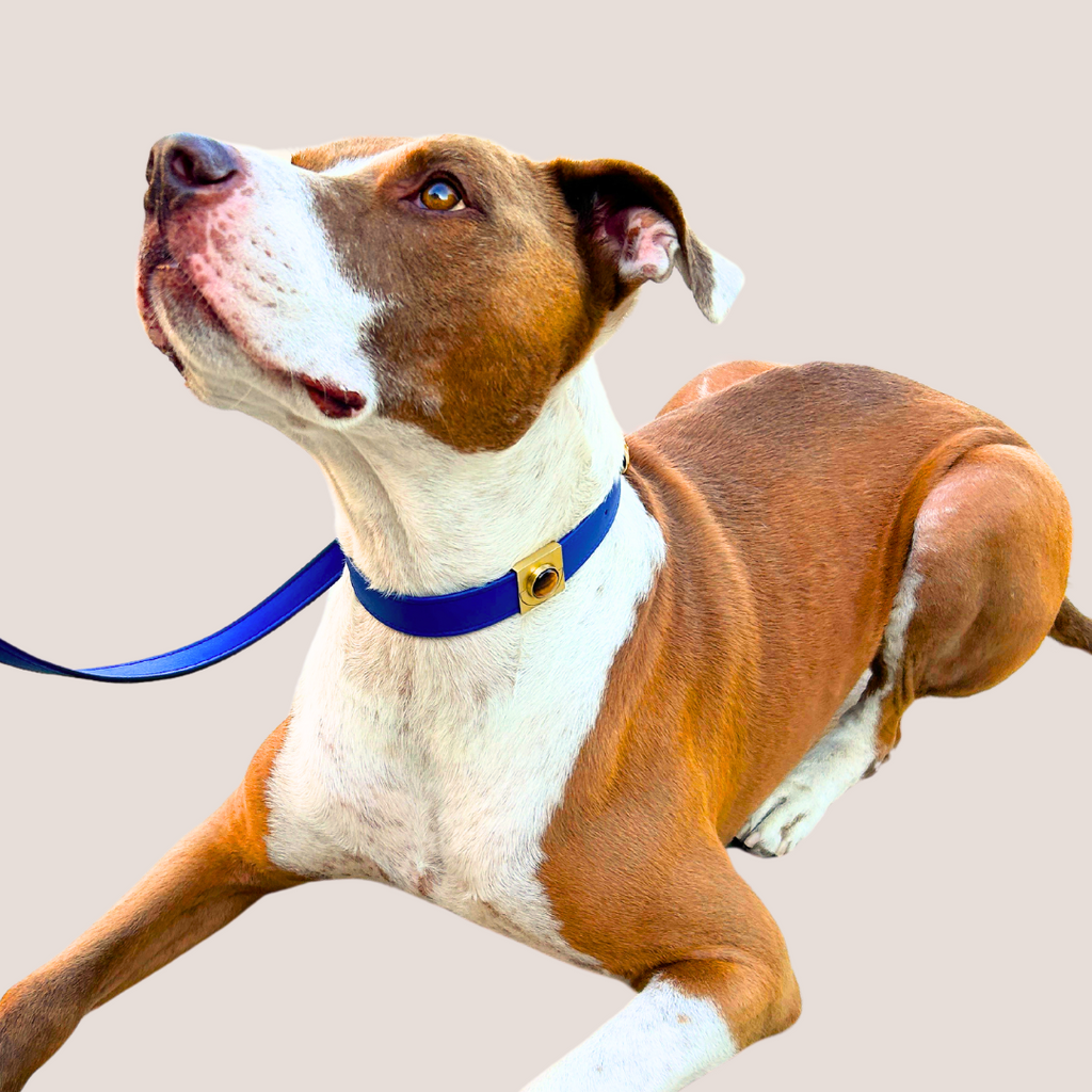 Galactic Blue Cactus Leash