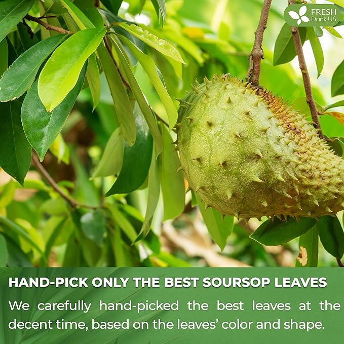 FreshDrinkUS, Premium 10 Soursop Graviola Leaf Tea Bags, 100% Natural & Pure from Soursop Leaves, Hoja Guanabana Herbal Tea. Made with Natural Material Tea Bags. No Sugar, No Caffeine, Vegan.