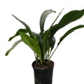 Aspidistra 'Cast Iron'