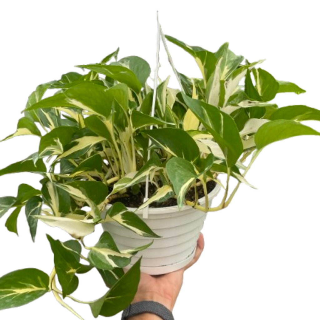 Monstera Mutant Manjula | Rare Variegated Pothos | House Plant Shop