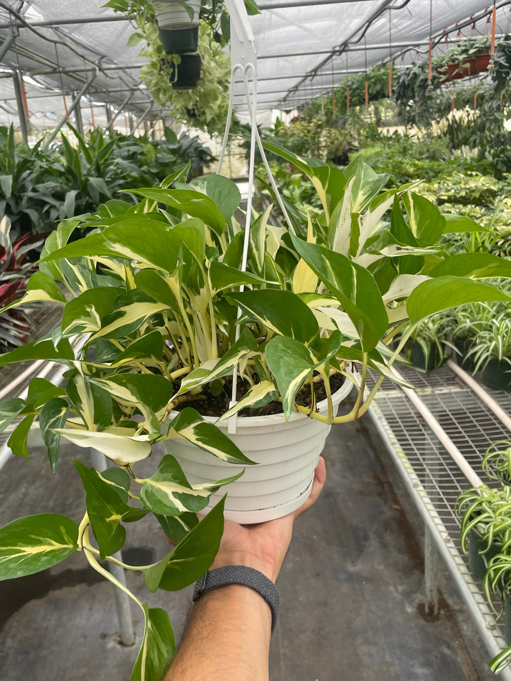 Monstera Mutant Manjula | Rare Variegated Pothos | House Plant Shop