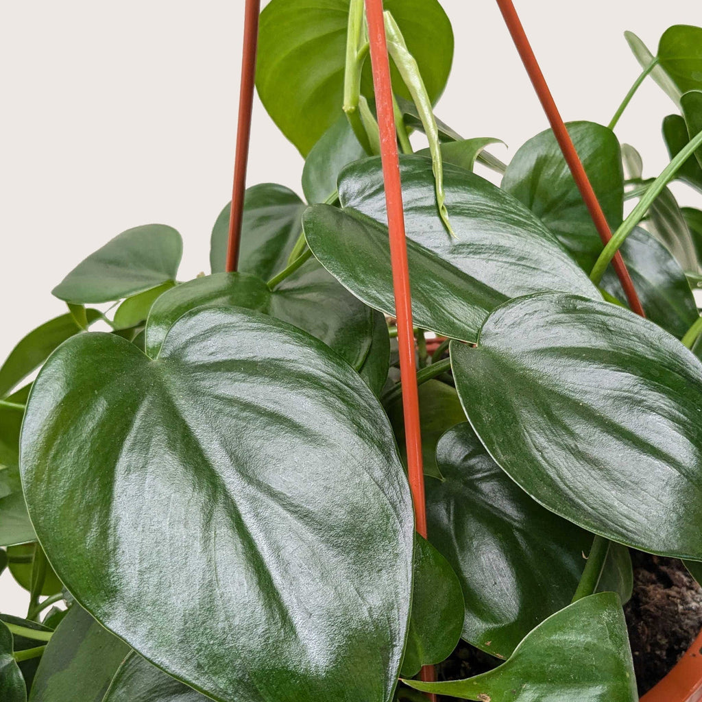 Philodendron Cordatum Heartleaf | Easy Care Climbing Houseplant | House Plant Shop