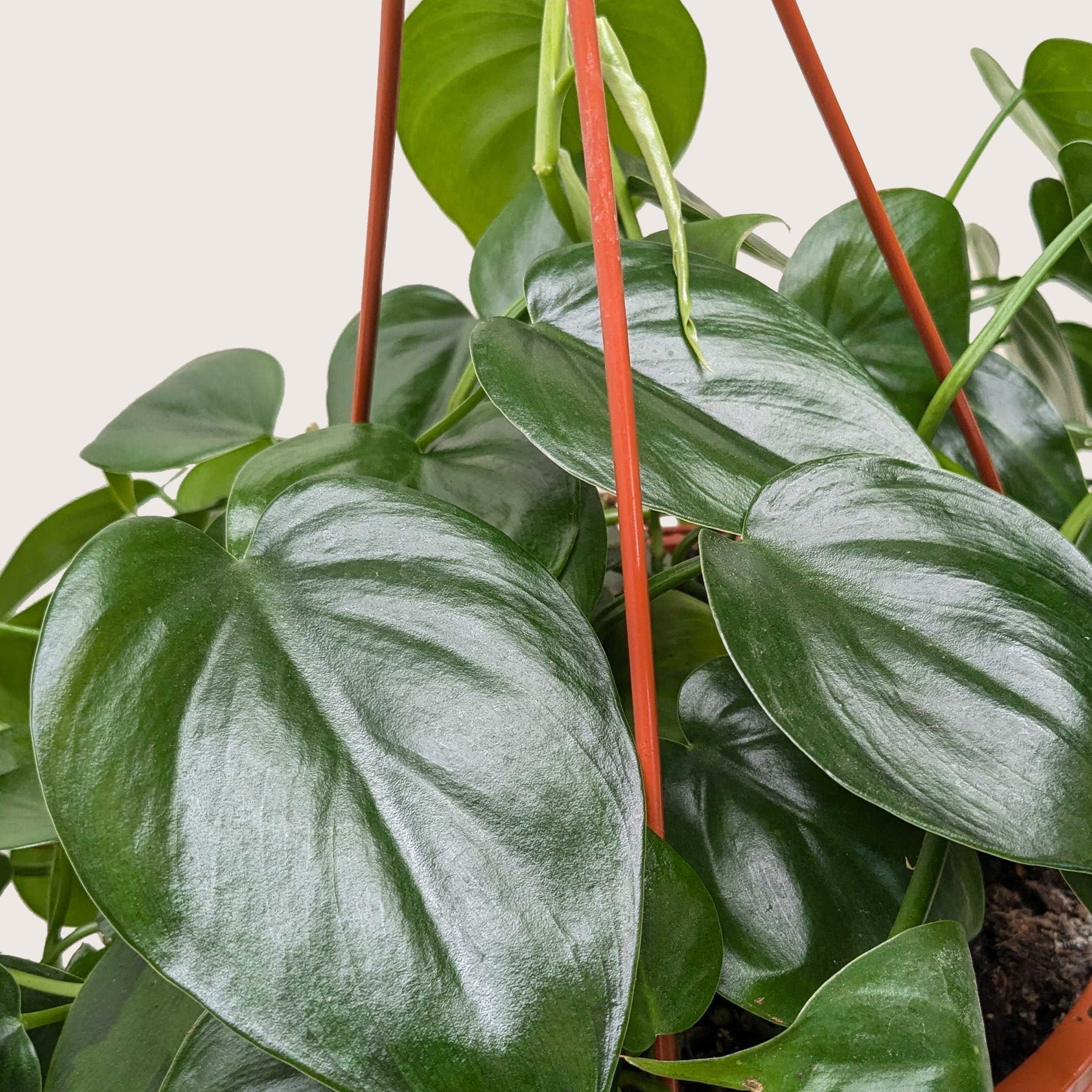 Philodendron Cordatum Heartleaf | Easy Care Climbing Houseplant | House Plant Shop