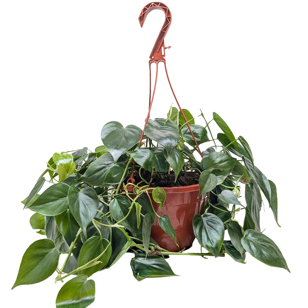 Philodendron Cordatum Heartleaf | Easy Care Climbing Houseplant | House Plant Shop