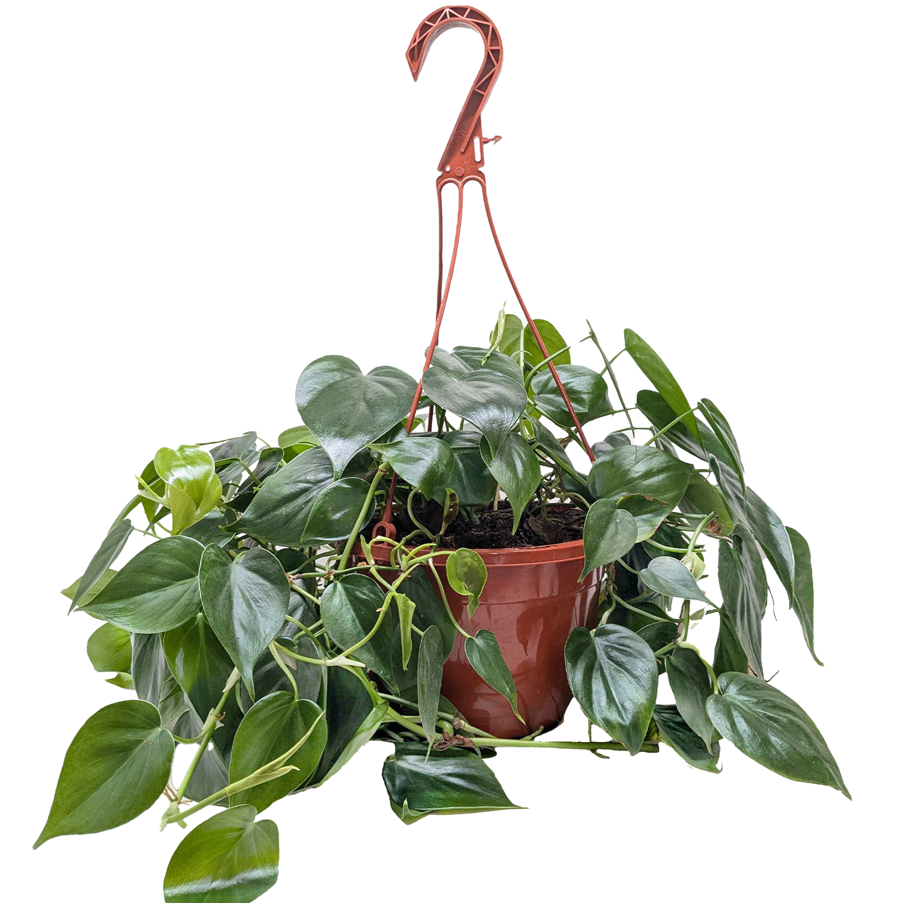 Philodendron Cordatum Heartleaf | Easy Care Climbing Houseplant | House Plant Shop