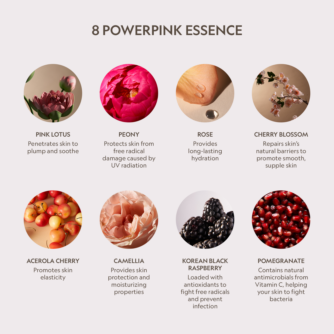 Pink Lotus Peptide Renewal Face Cream for Bright Firm Skin - Image 3