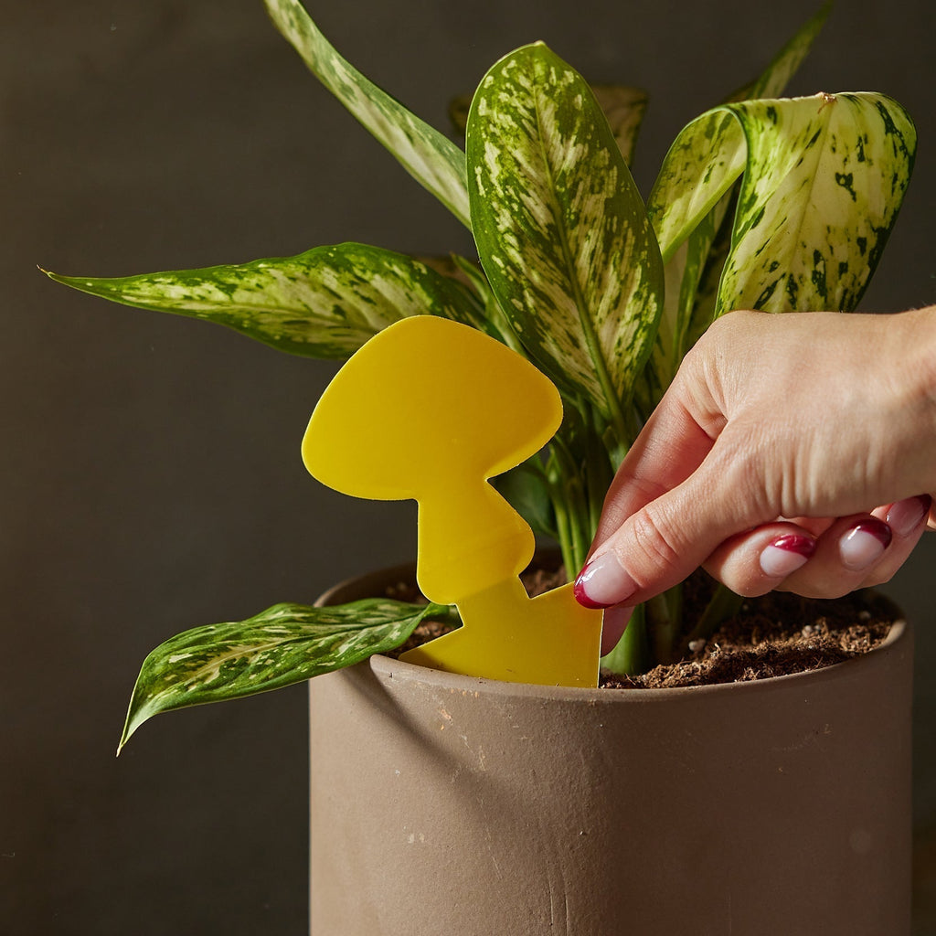 Sticky Traps for Plant Pests | Chemical-Free Pest Control | House Plant Shop
