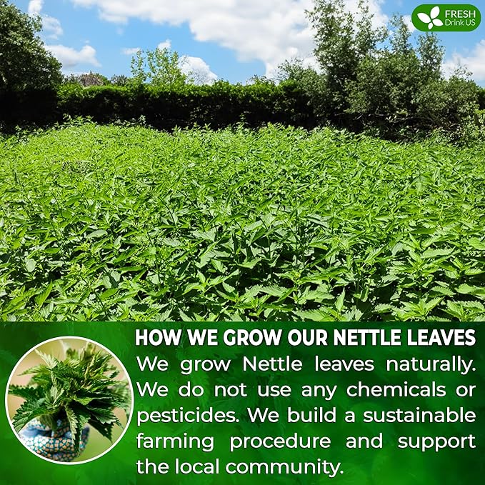 FreshDrinkUS, 30 Nettle Leaf Tea Bags, 100% Natural & Pure from Nettle Leaves. Loose Leaf Nettle Herbal Tea. Nettle Leaf Tea. No Sugar, No Caffeine, No Gluten, Vegan.