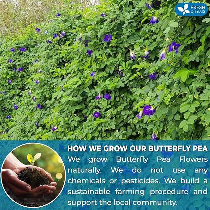 FreshDrinkUS, 100 Premium Butterfly Pea Flower Tea Bags – 100% Pure & Natural | Caffeine-Free Herbal Blue Tea | No Additives, Non-GMO, Made With Natural Material Tea Bag, No Sugar, No Caffeine, No Gluten, Vegan