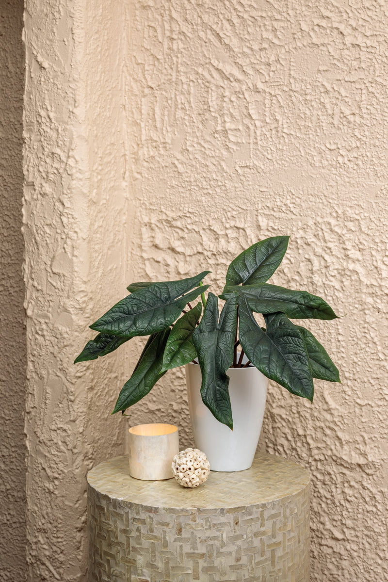 Mythic Pining for You Alocasia in a white ceramic pot with distinct geometric leaves.