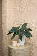 Mythic Pining for You Alocasia in a white ceramic pot with distinct geometric leaves.