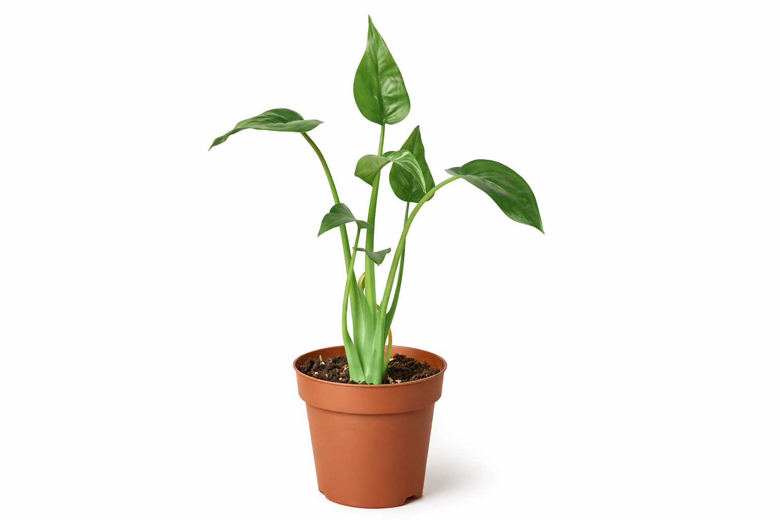 Alocasia 'Tiny Dancer' - 4" Pot