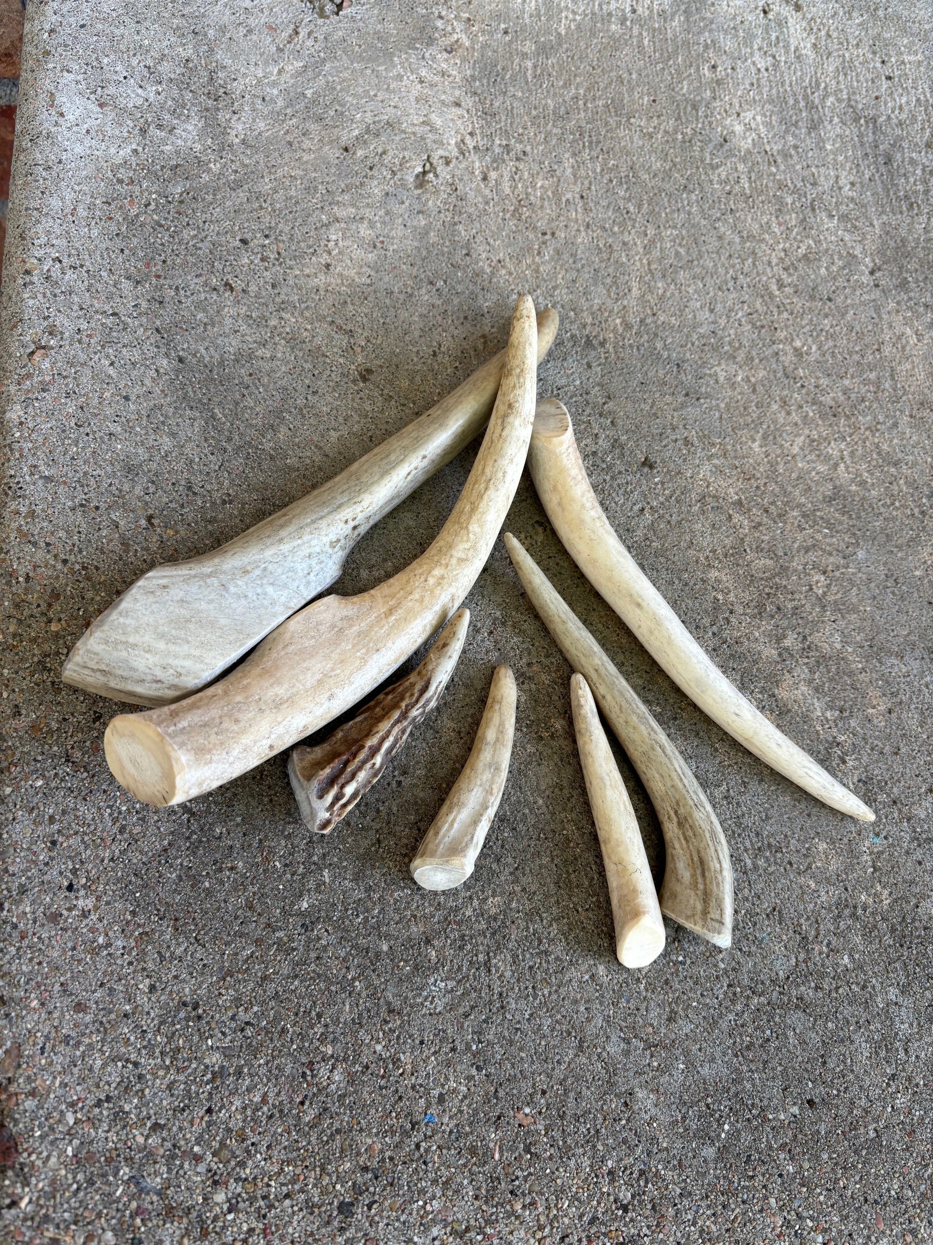 Deer Antler- small