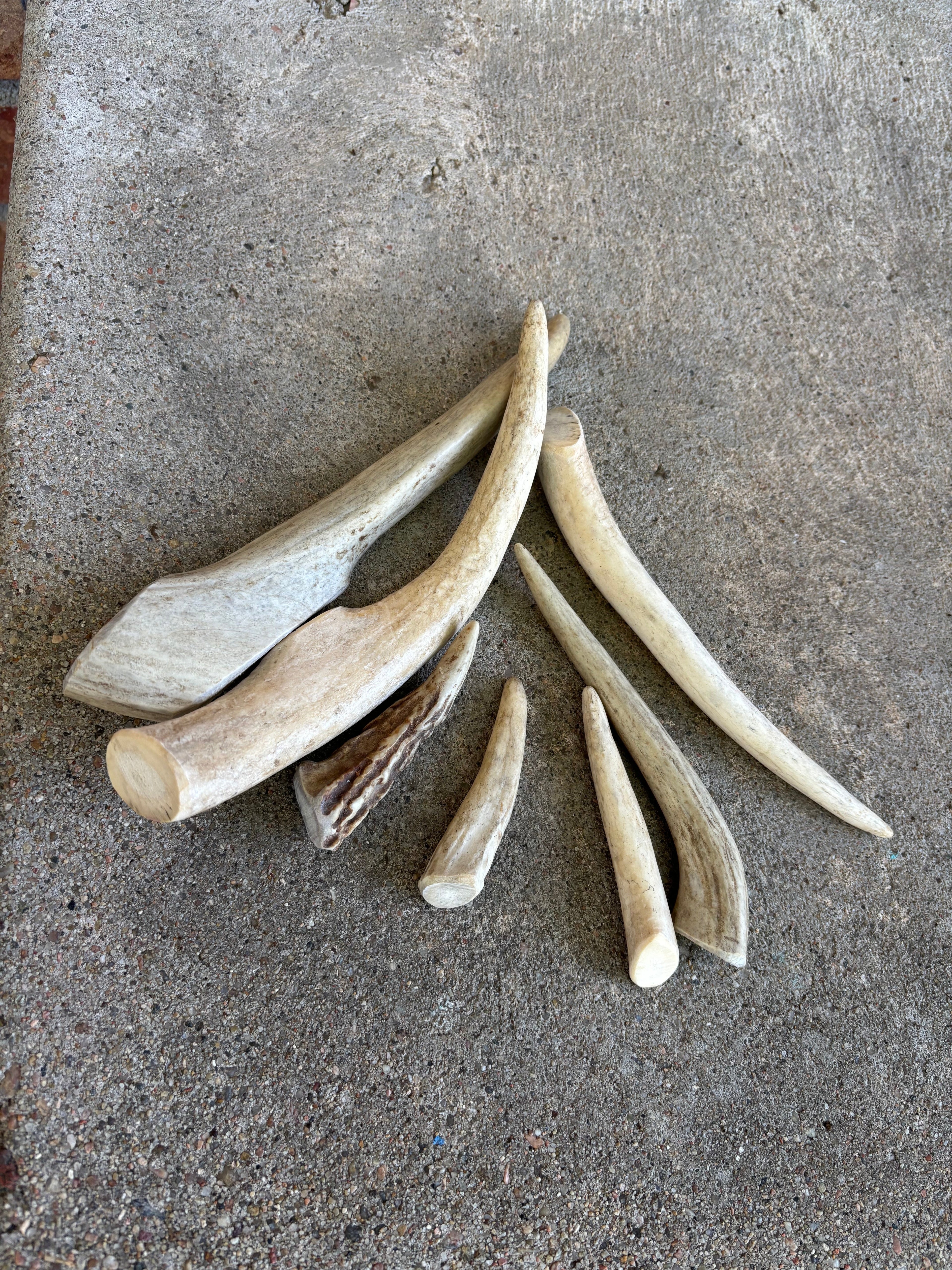 Deer Antler- Large