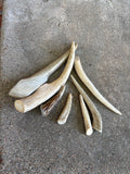 Deer Antler- small