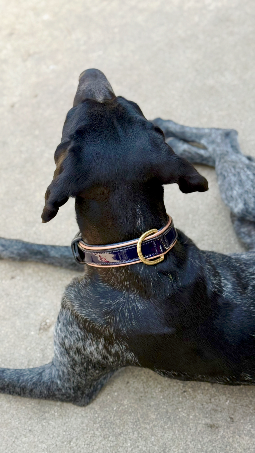 Revolution Patent Blue Leather Dog Collar