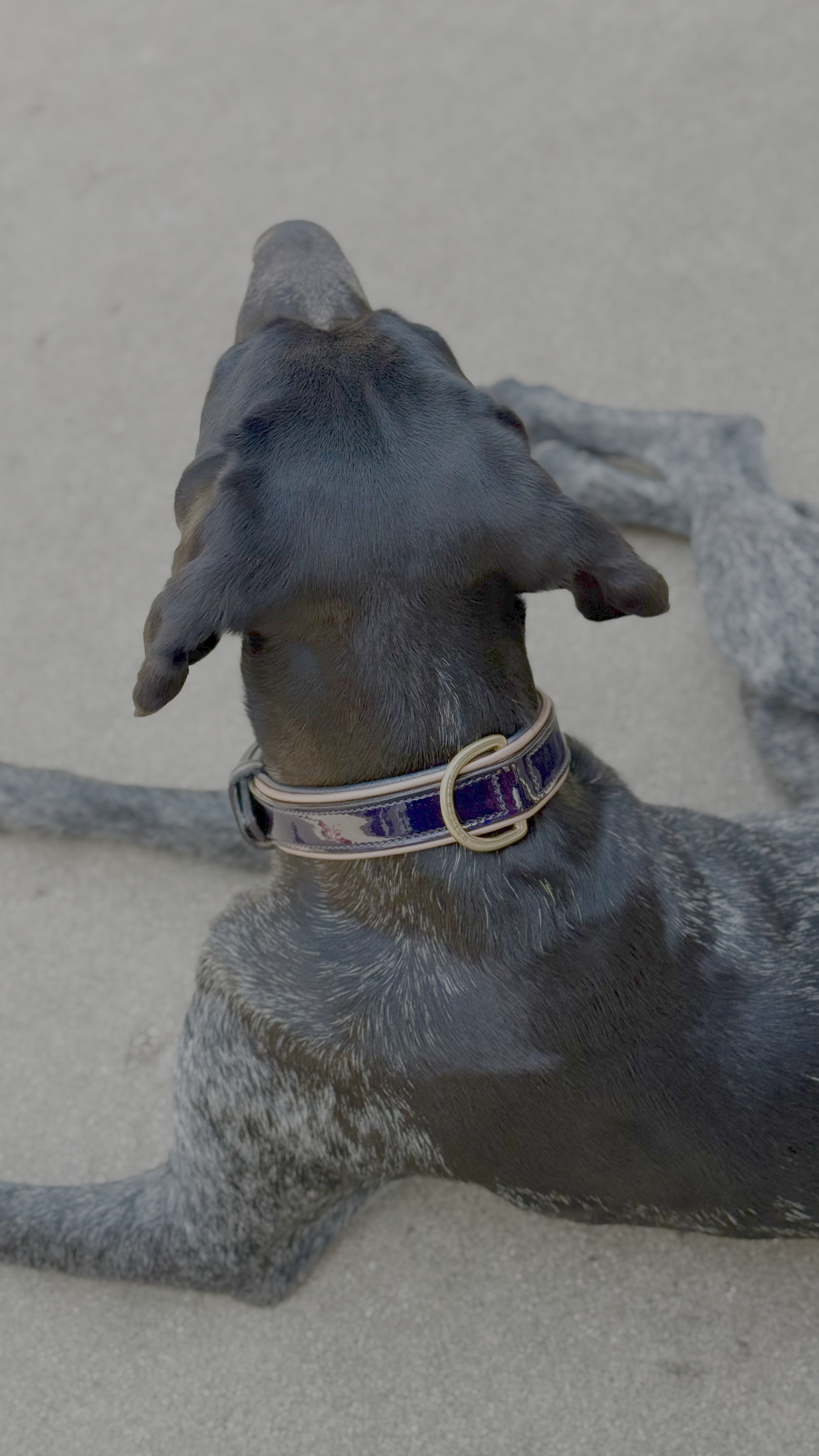 Revolution Patent Blue Leather Dog Collar