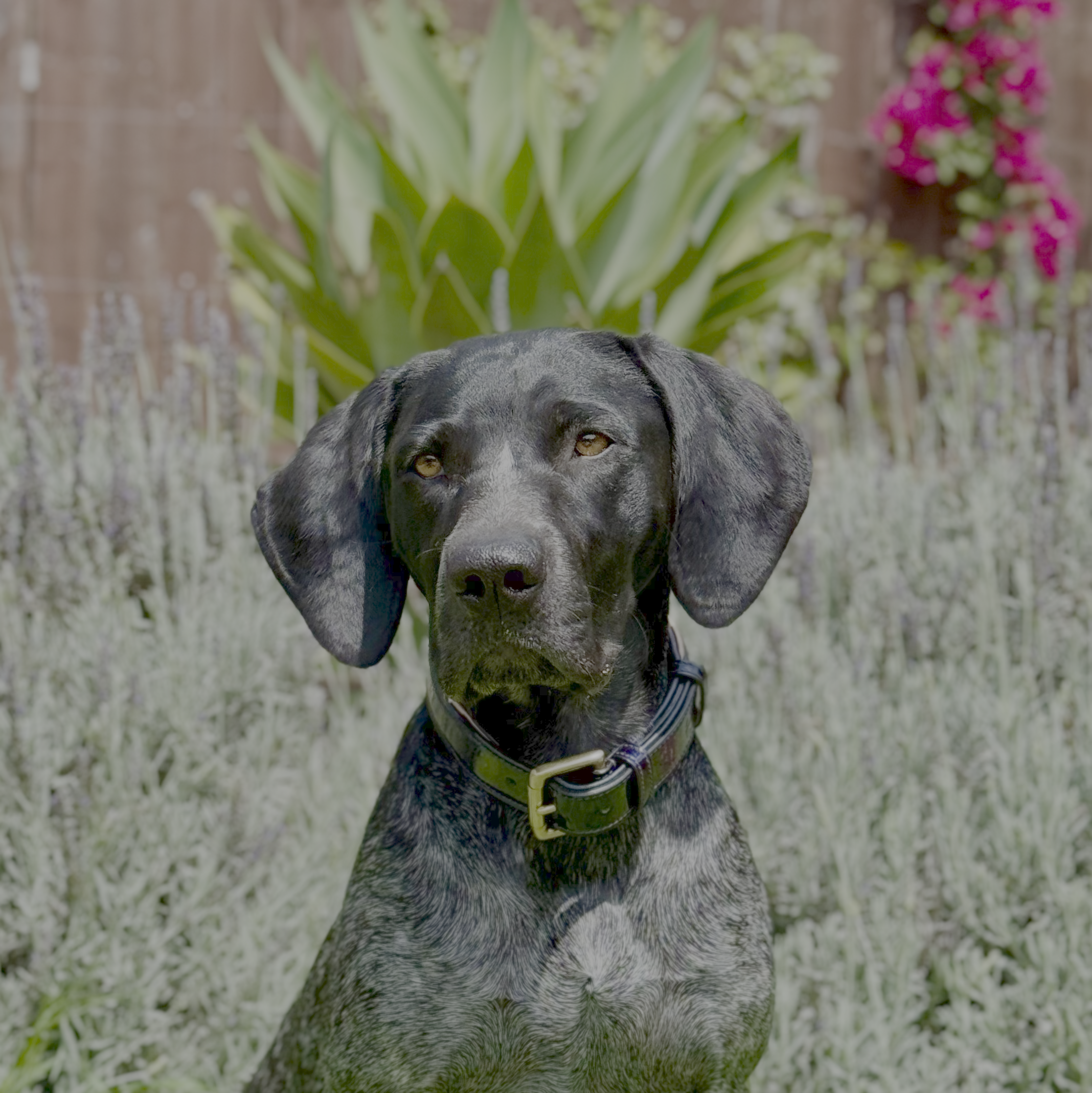 Revolution Patent Blue Leather Dog Collar
