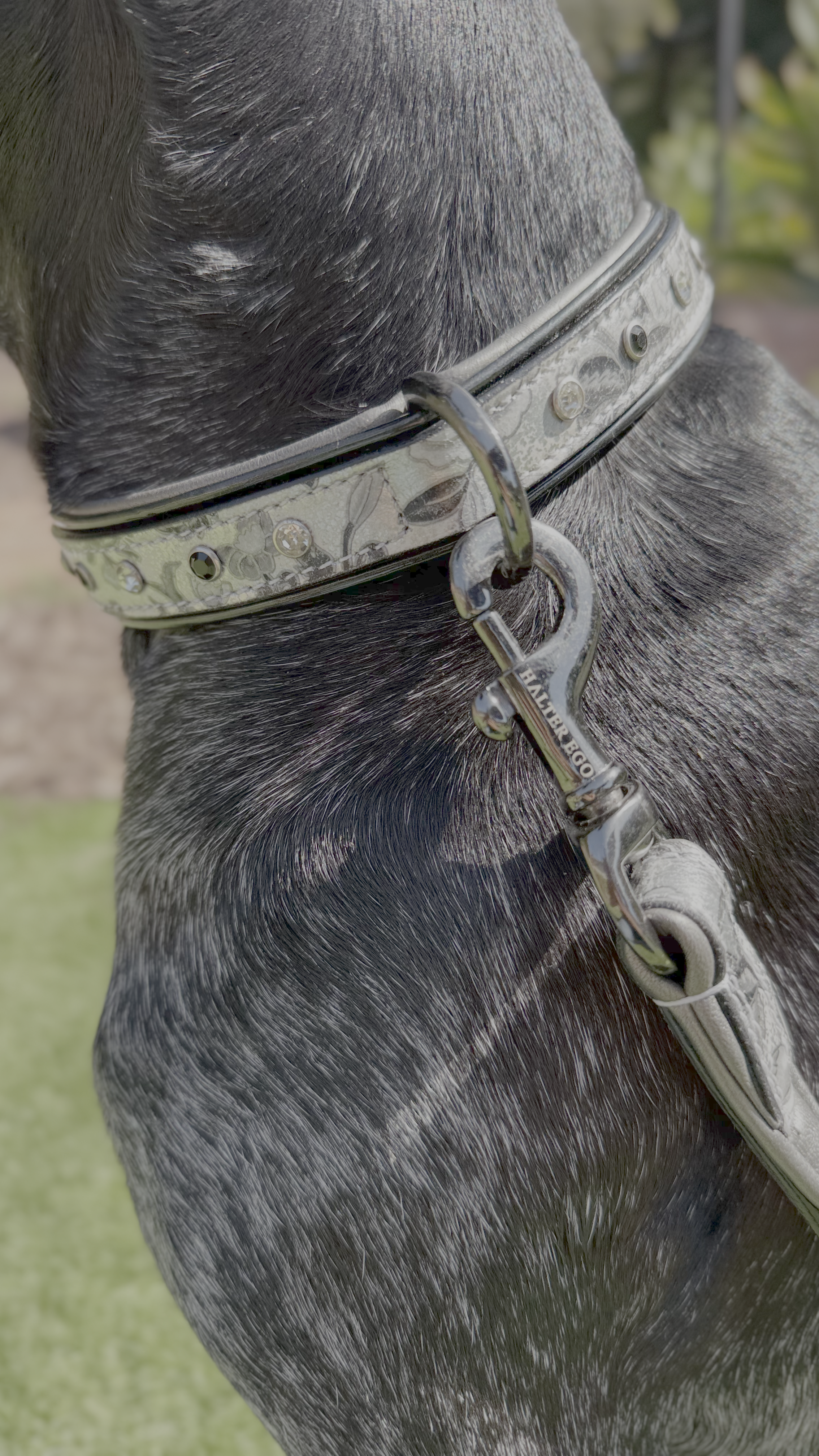 Venetian Leather Dog Collar