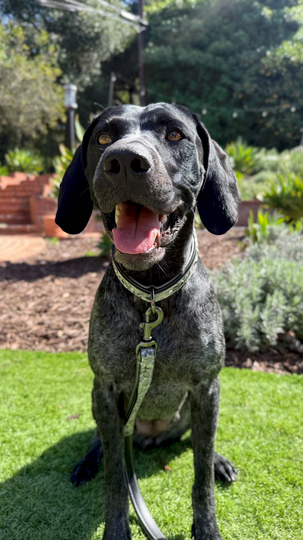 Venetian Leather Dog Collar
