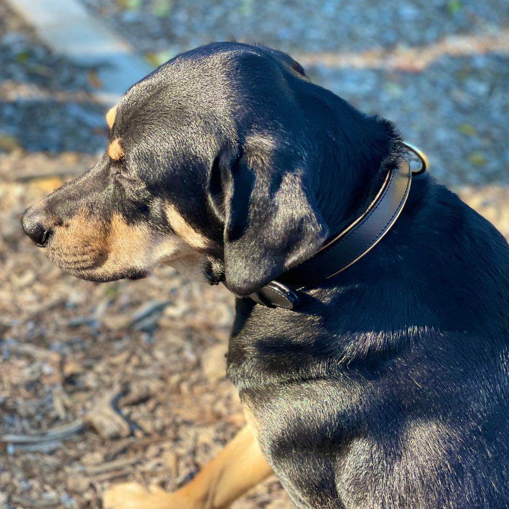 Milan Black Leather & Burnished Gold Trim Dog Collar