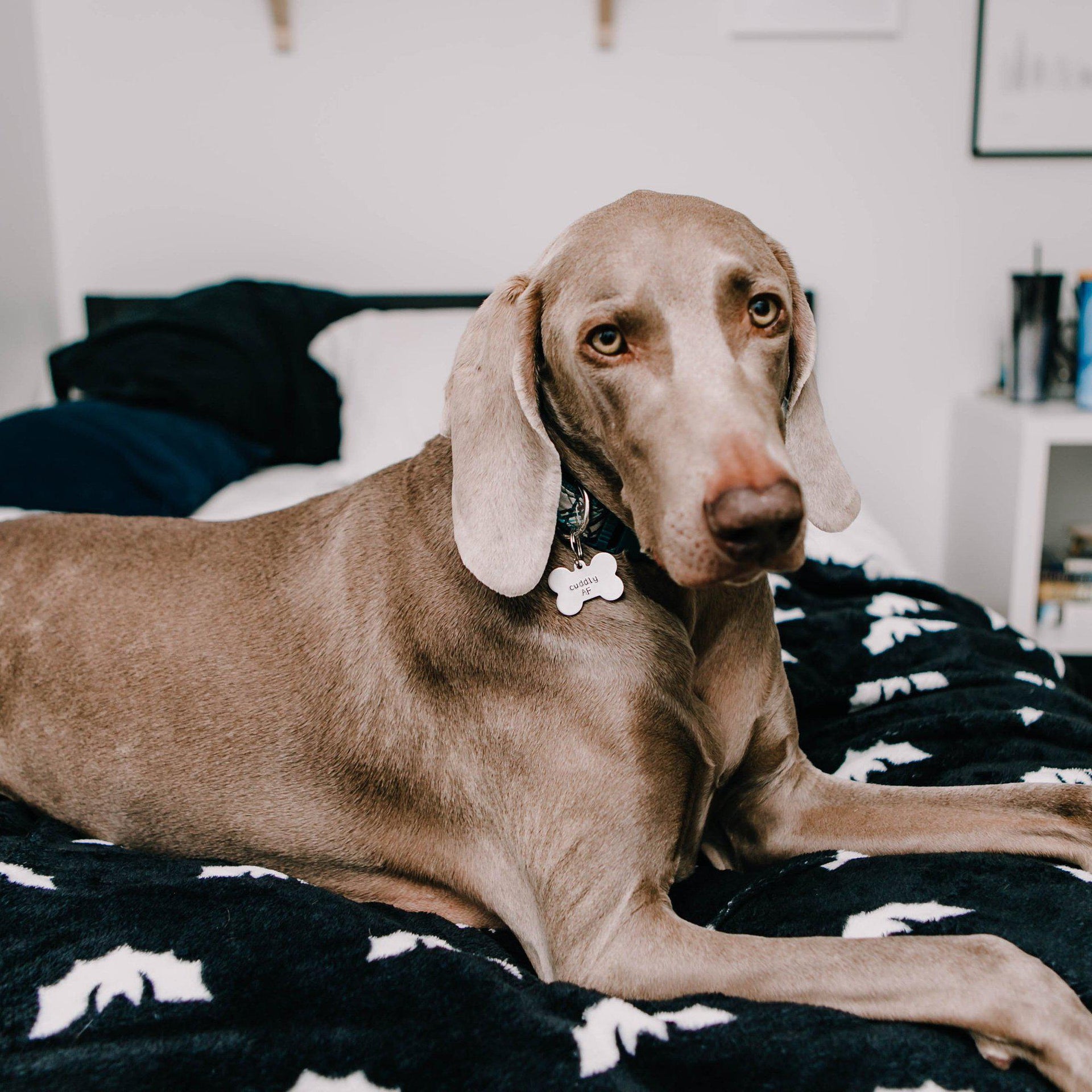 CAN'T HOLD MY LICKER Bone-Shaped Pet Tag