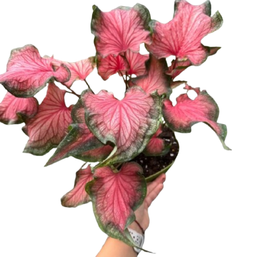 Caladium Red Flash | Bold Red & Green Tropical Foliage Plant | House Plant Shop