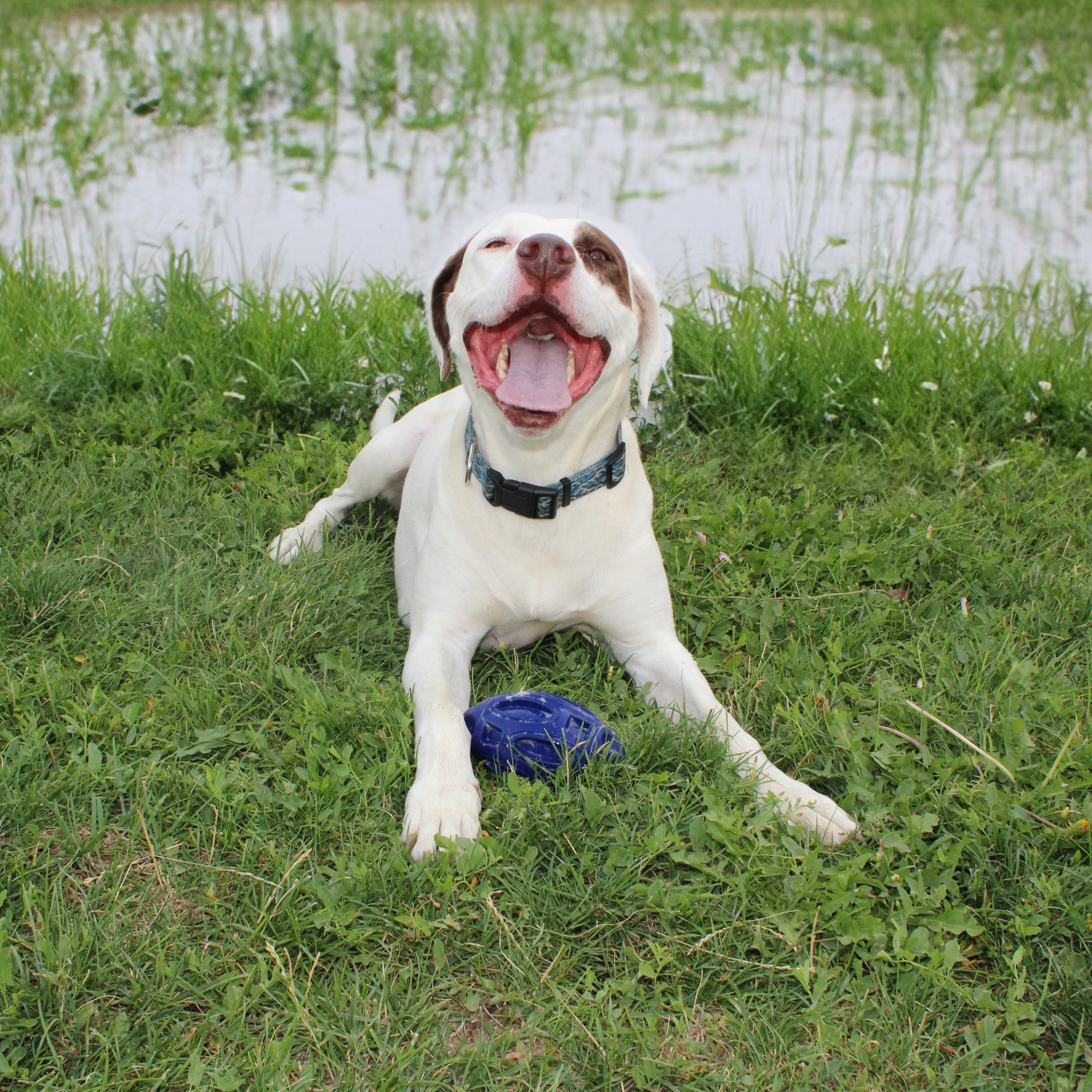 Chewie Squeak Rubber Football