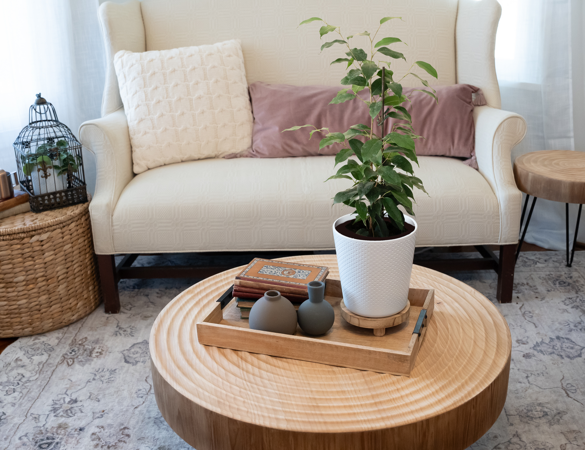 Danielle Ficus Benjamina Plant