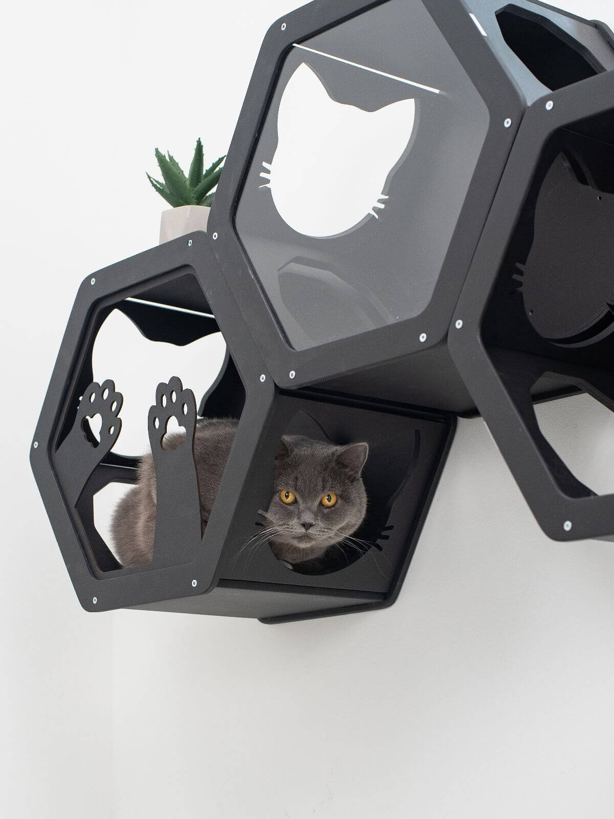 Hexagon Cat Wall Frame with Acrylic Panel