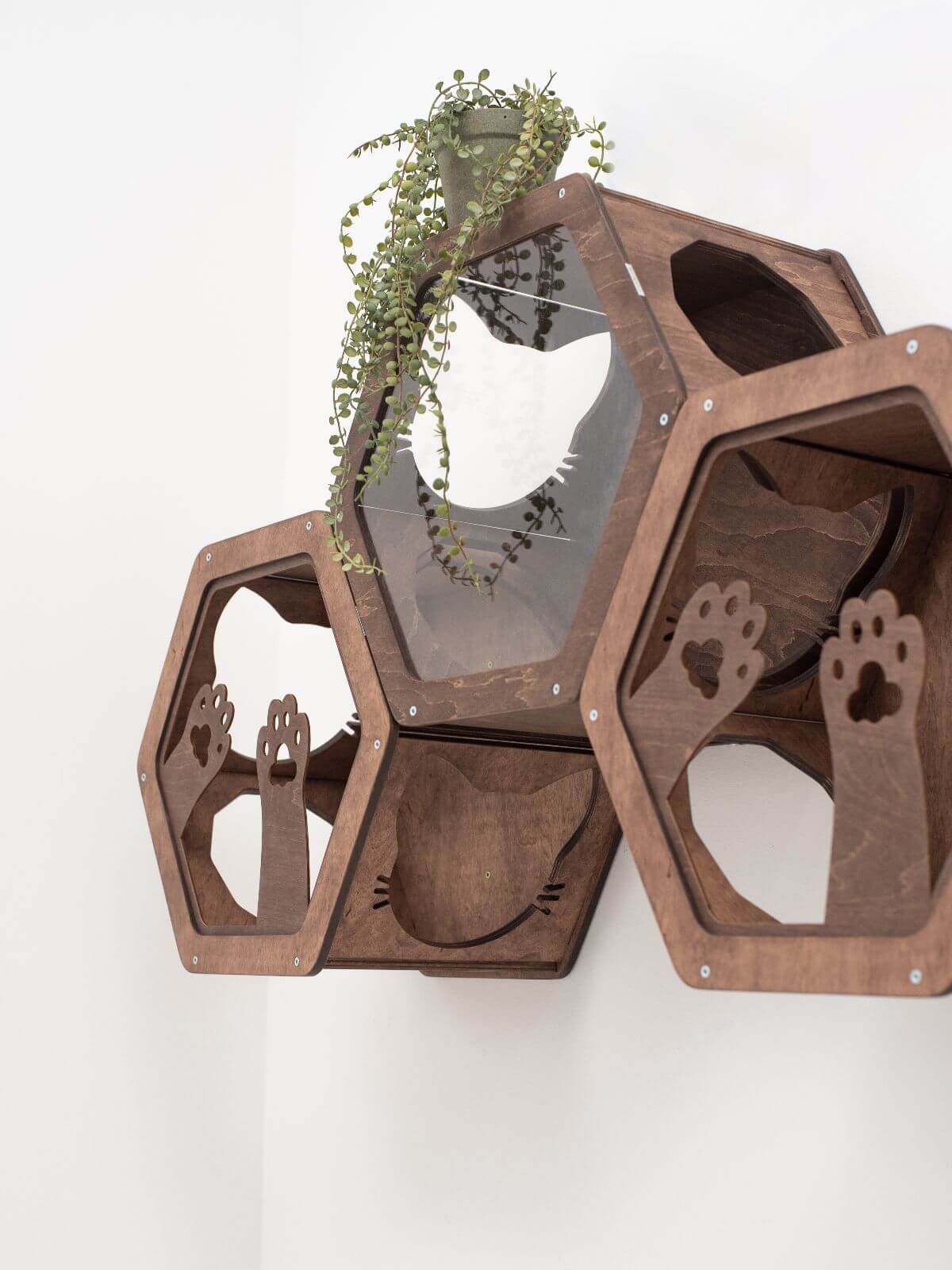 Hexagon Cat Wall Frame with Acrylic Panel