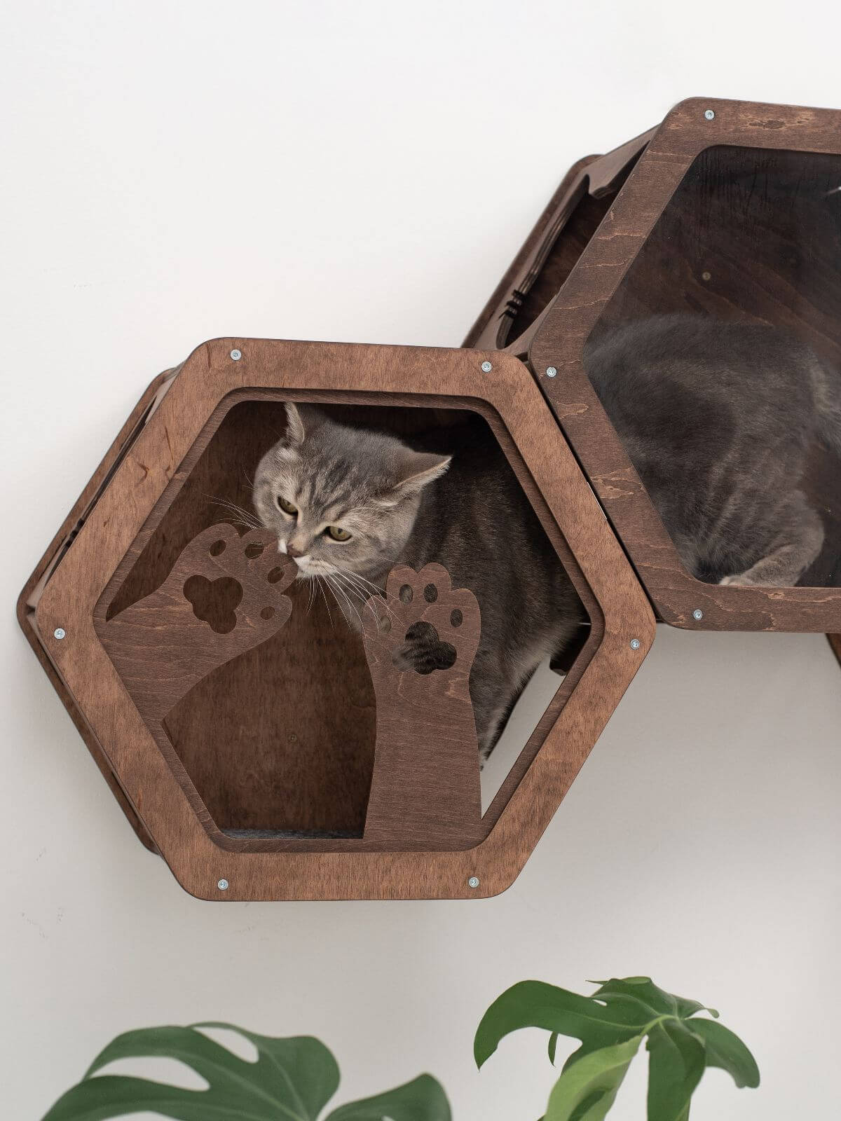 Hexagon Cat Wall Frame with Acrylic Panel