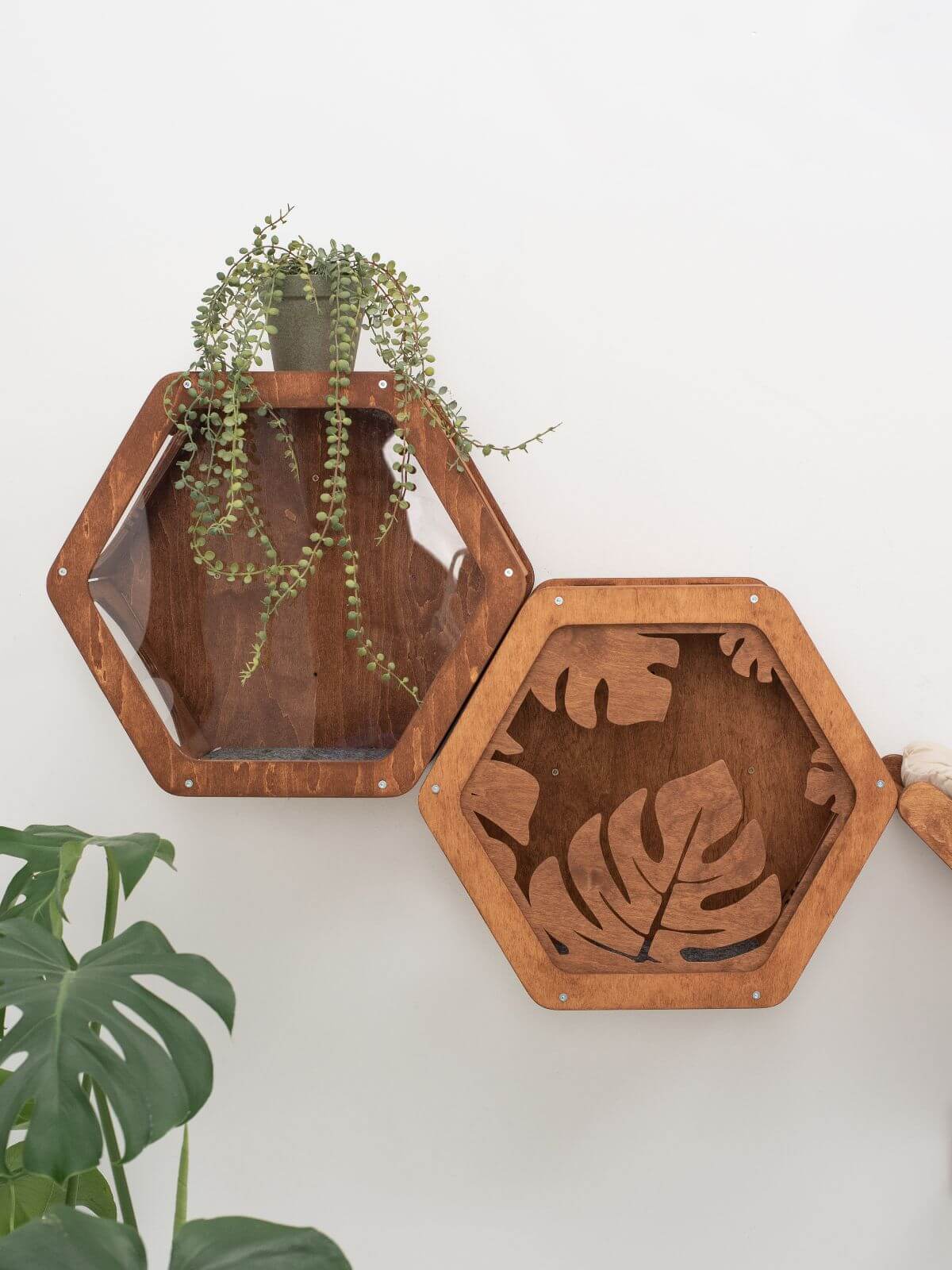 Hexagon Cat Wall Frame with Acrylic Panel