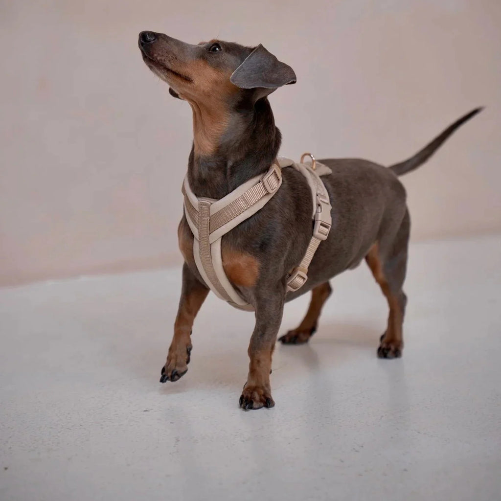 Yellow Velvet Dog Harness with Adjustable Gold Hardware - Image 3