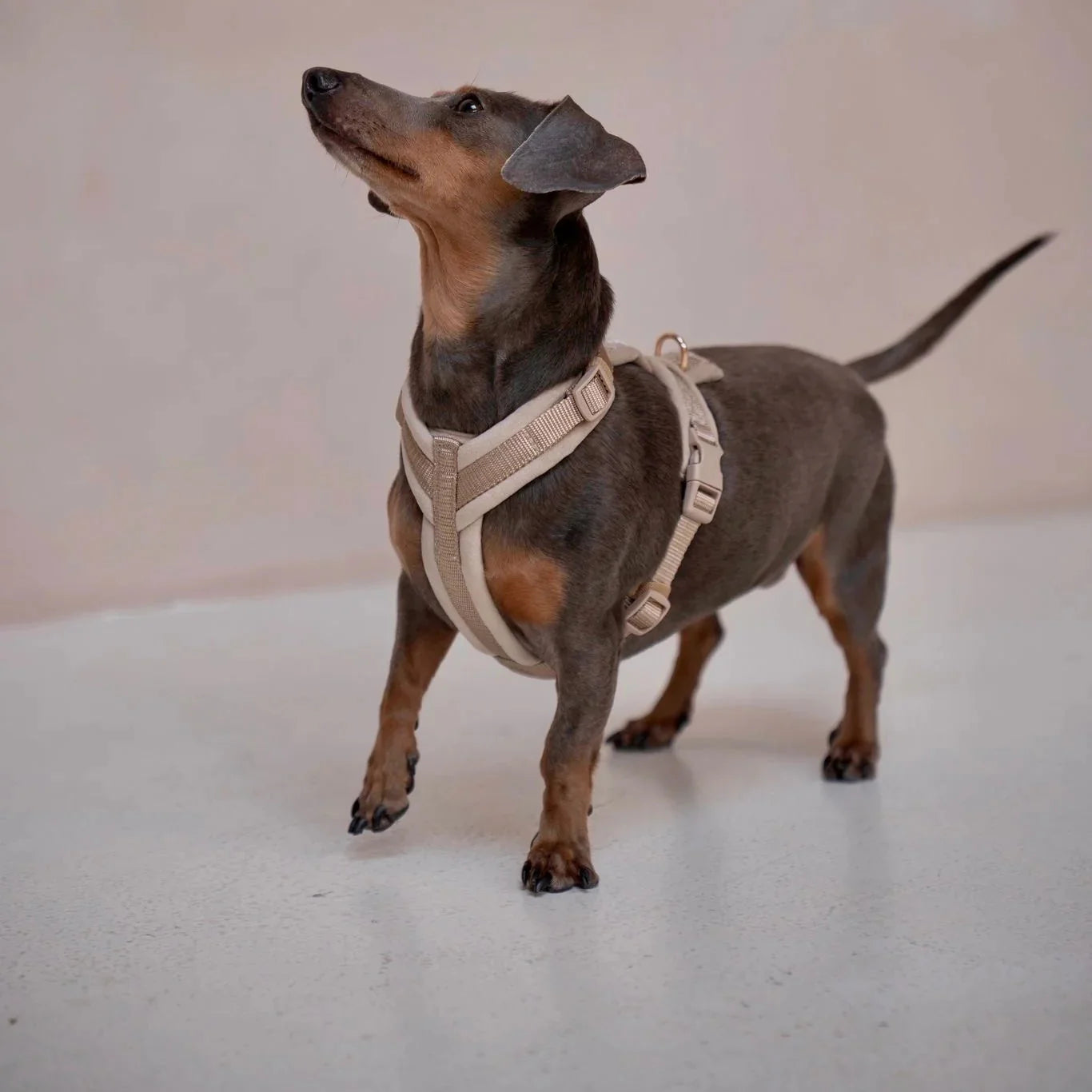 Yellow Velvet Dog Harness with Adjustable Gold Hardware - Image 3