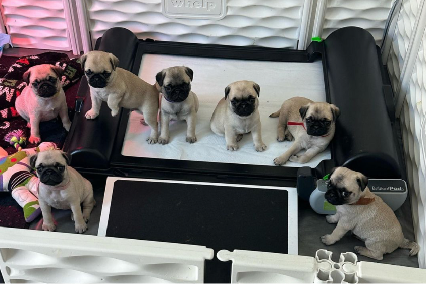 BrilliantPad Pro for Breeders with Grate