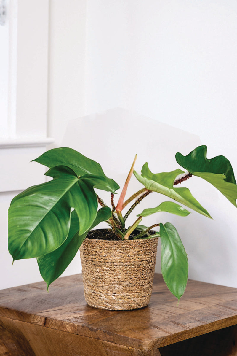 Emerald Ripcurl philodendron with unique multi-lobed glossy green foliage